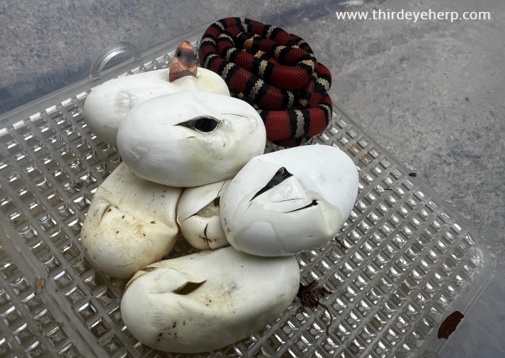 Honduran Milk Snake